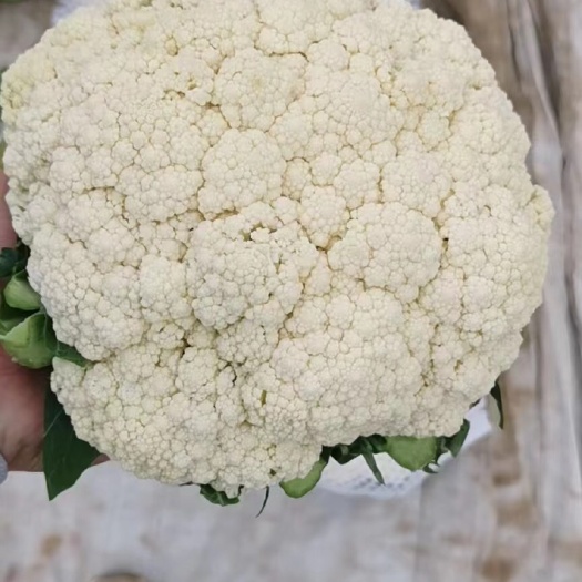 邯郸白花菜花  精品有机花菜大量上市、供应各大市场