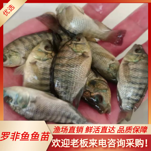 南宁新吉富罗非鱼苗 水花苗 全雄性无病无菌抗病能力强