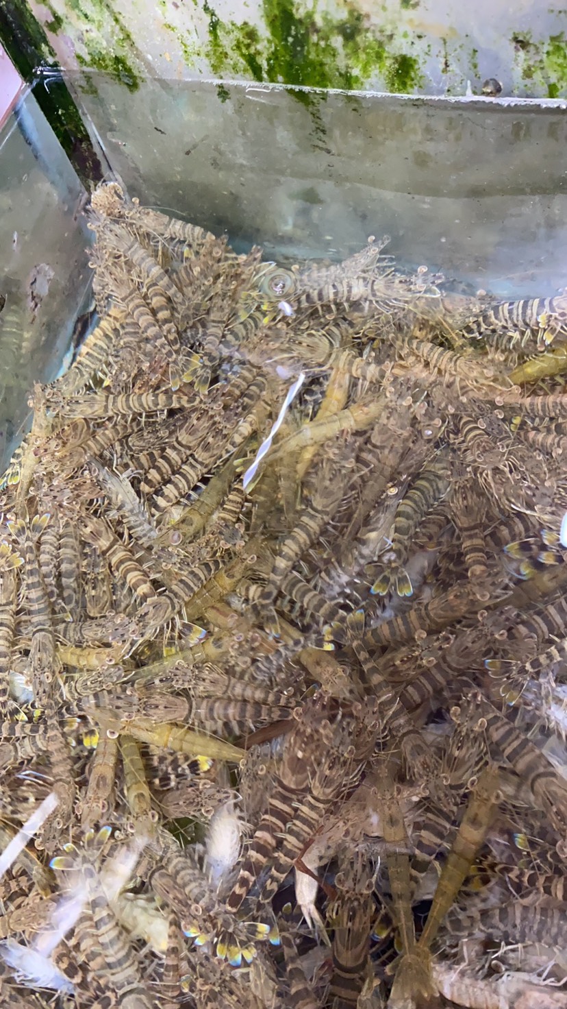 钦州海麻虾 生猛小花虾