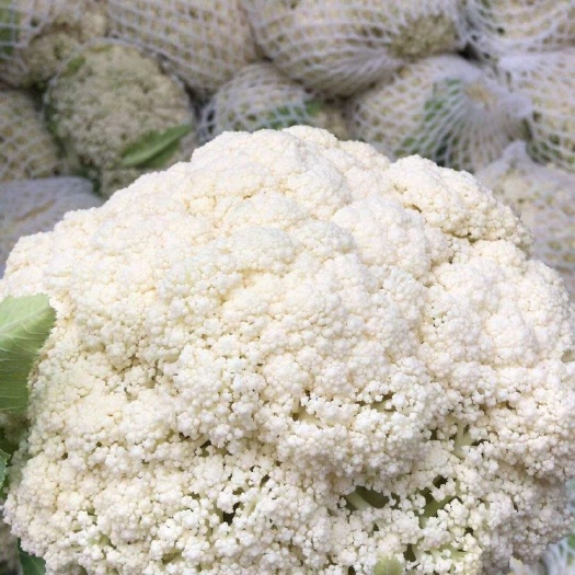 邯郸白花菜花  精品有机小米花菜，大量供应