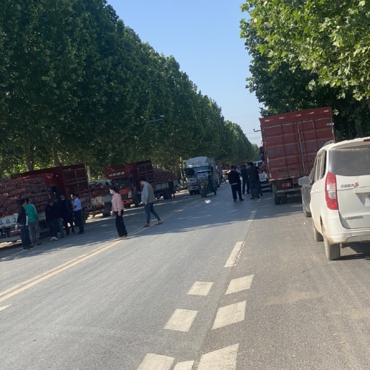 中牟县河南中牟产地紫红蒜 大量供应代发全国 合作共赢