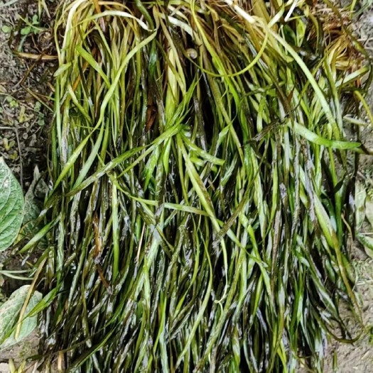 道县 苦草