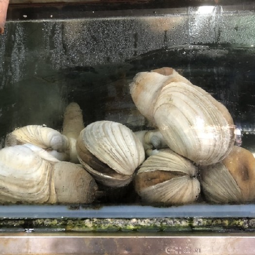 广州 墨西哥，蚌