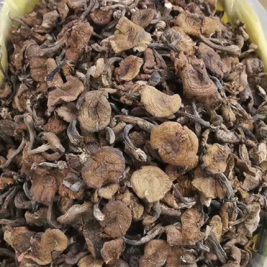 哈尔滨 东北野生榛蘑