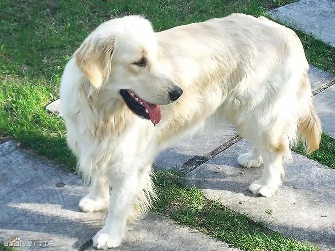 罗定市金毛犬 双血统金毛