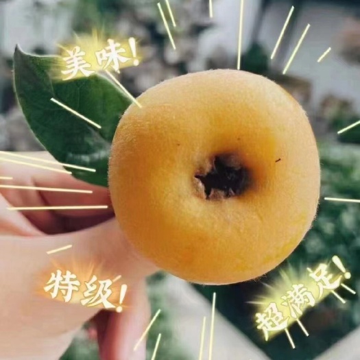 白沙枇杷 江苏省苏州市吴中区 