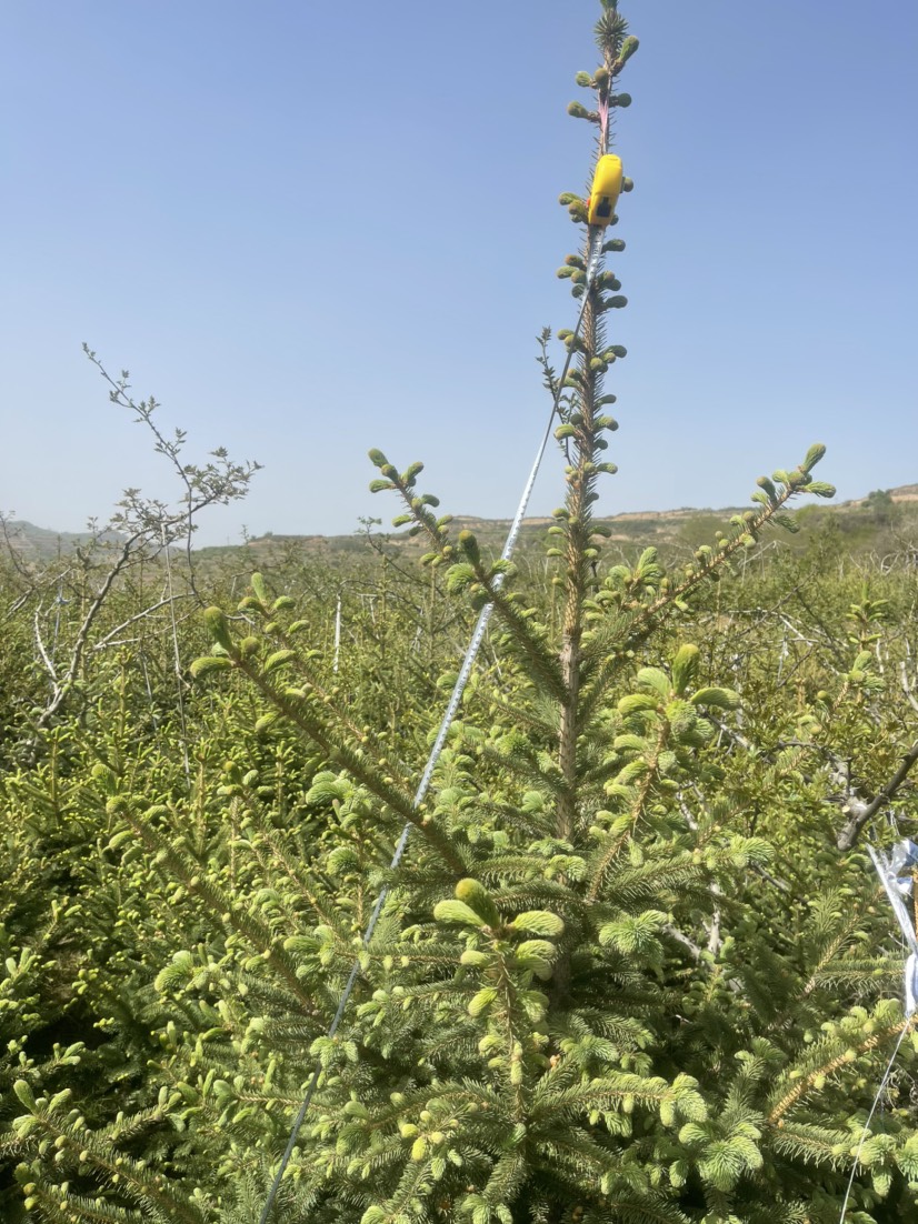 天水云杉【9年苗木】2m3m3.8m 景观树 绿植树 风景树