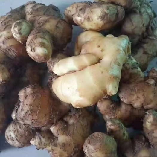 延津县小黄姜 生姜10吨，抵账处理的货，需要的联系