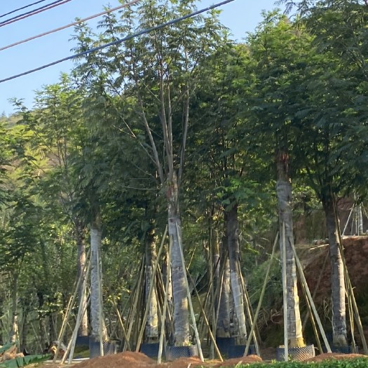 普宁市南洋楹 