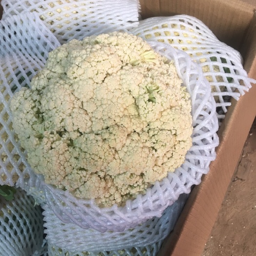长沙白花菜花 有机花菜