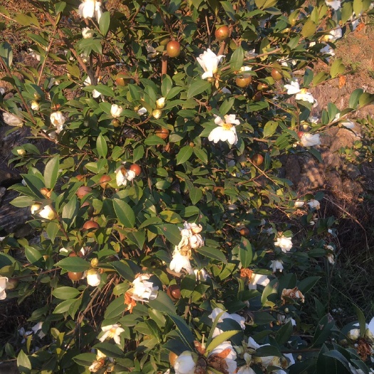 常山县土榨山茶油