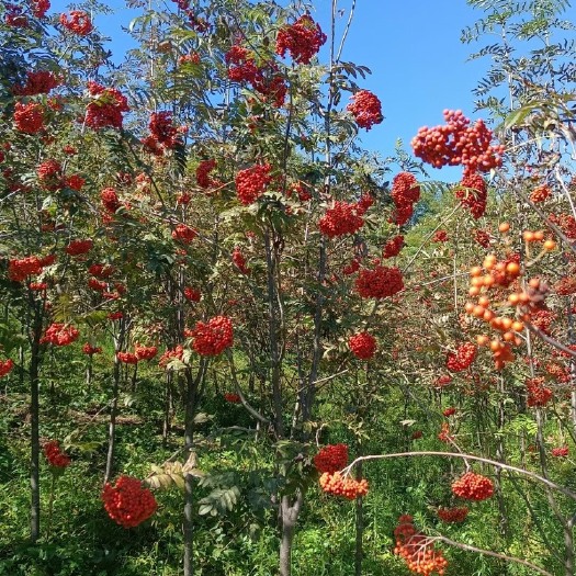 花楸 花楸树 红果花楸 百花花楸 水榆花楸
