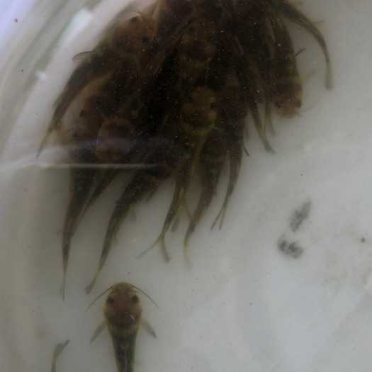 荆州黄颡鱼