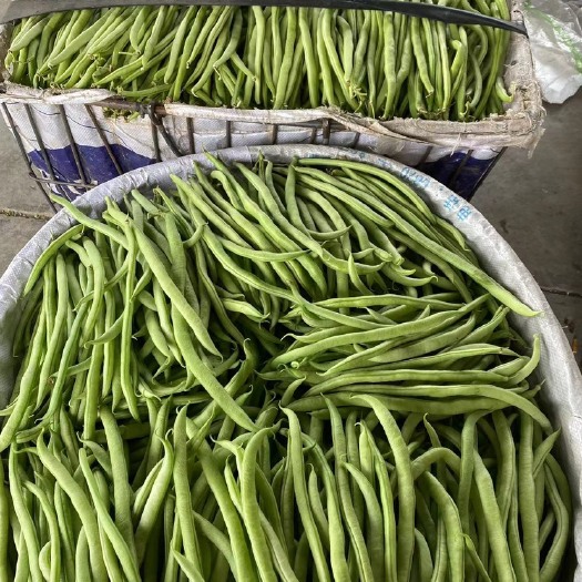 青神县架豆王豆角 豆王，无筋豆