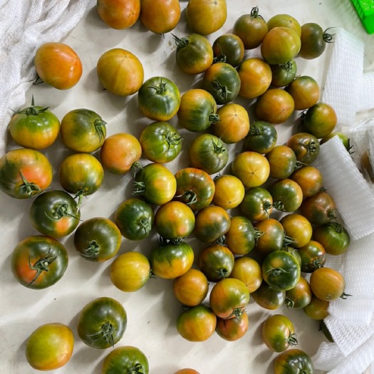 米易县铁柿子 草莓番茄（糖度8度以上，大型基地，常年供应）