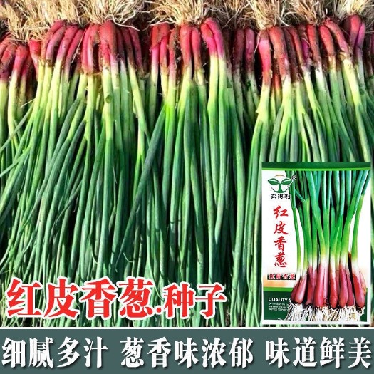 长沙红根小香葱种子四季小香葱种子红皮葱种籽四季农家盆栽菜蔬菜种孑