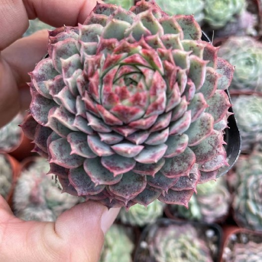 青州市朱砂痣阳台植物盆栽多肉植物批发