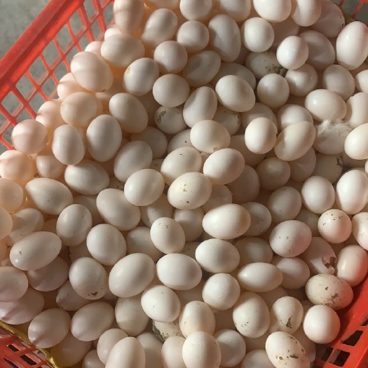 江门主营：中鸽，老鸽，BB鸽，鹧鸪，山鸡，，，，
