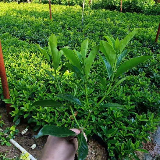 普宁市非洲茉莉 5斤袋 7斤袋 种植基地直供高度20到30公分