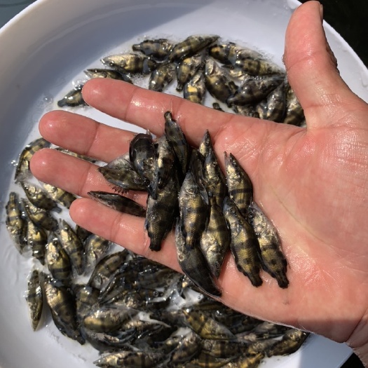 佛山桂花鱼苗 鳜鱼苗4-5厘米