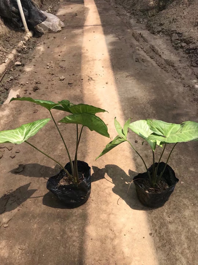 中山市绿精灵合果芋盆栽 白蝴蝶基地大量现货供应，欢迎咨询。