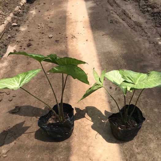 中山市绿精灵合果芋盆栽 白蝴蝶基地大量现货供应，欢迎咨询。