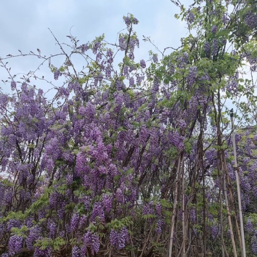 宜良县紫藤花