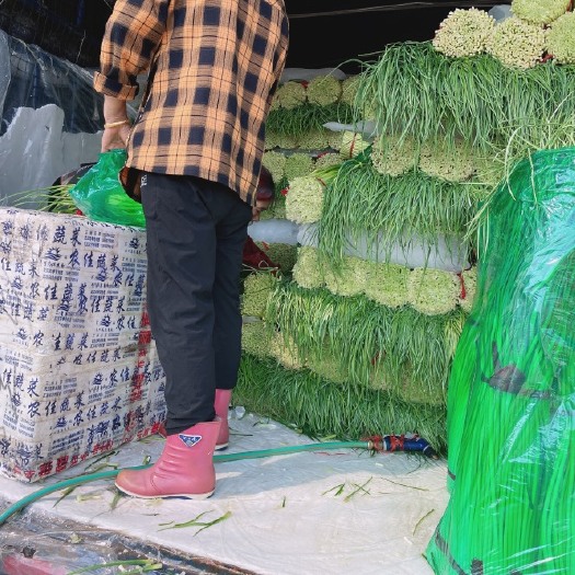 武汉红根蒜苗 实物：红蒜苗绿蒜苗，