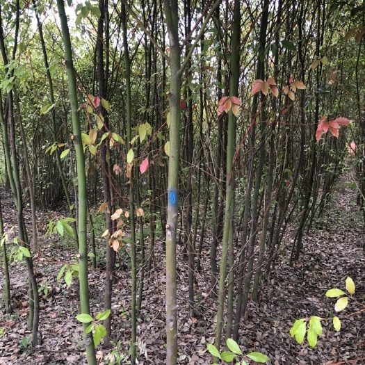 太和县小叶樟 香樟