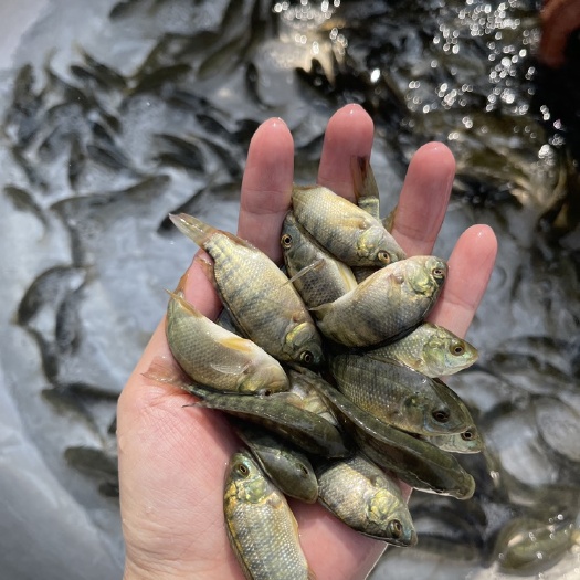 南宁快大品种罗非鱼苗，今年新苗，优良品种，好养快大，保质保量