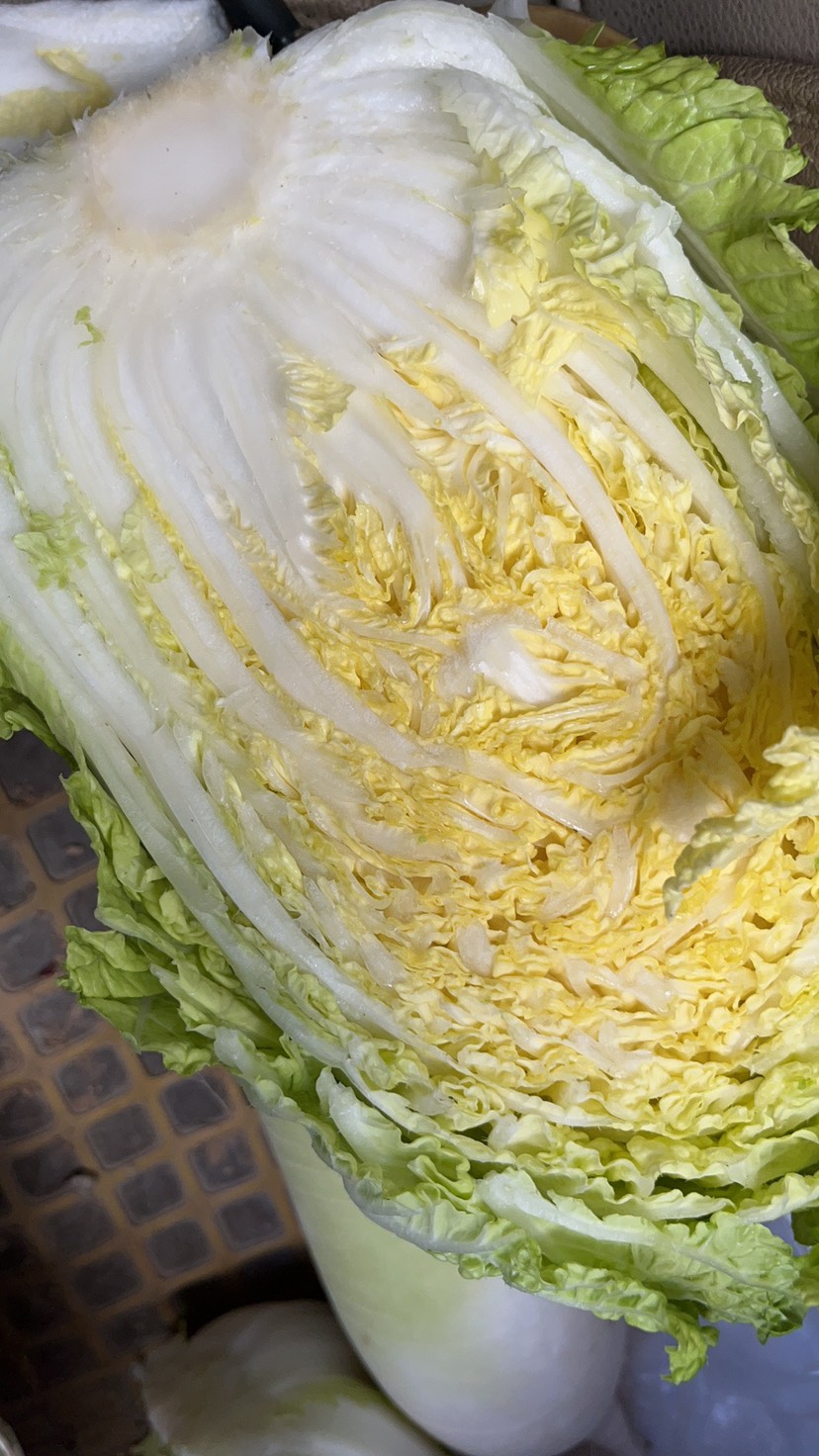 高原夏菜，精品娃娃菜，外綠內黃，品質優(yōu)良