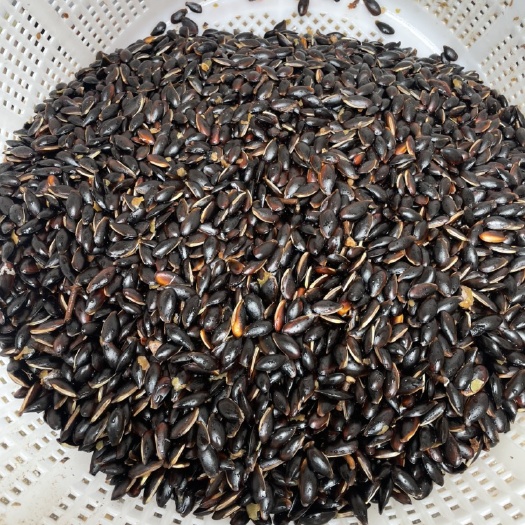 人心果种子