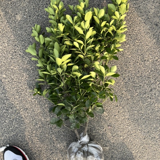 杭州大叶黄杨毛球
