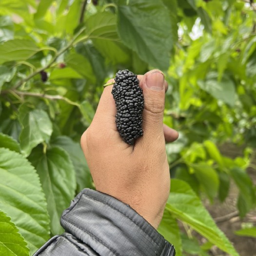德昌县精品凉山黑桑葚，个大味甜糖度高。