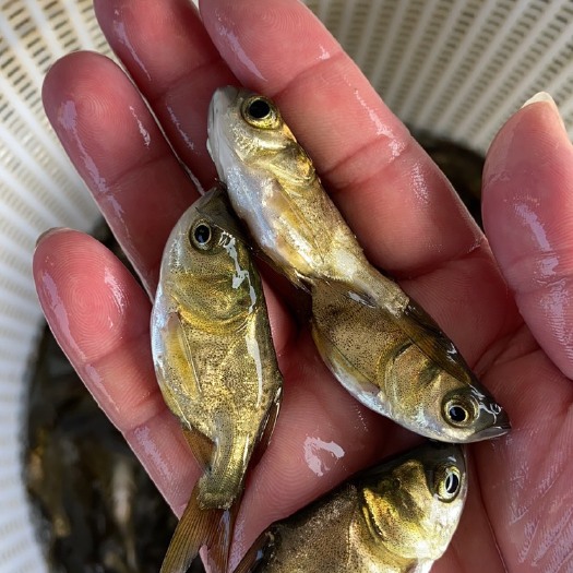 缩骨大头鱼苗  缩骨花鲢鱼苗