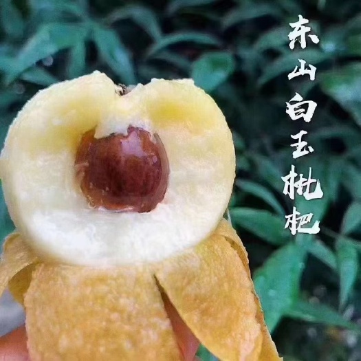 苏州苏州东山白玉枇杷