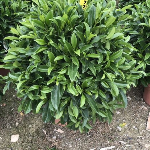肇庆非洲茉莉
