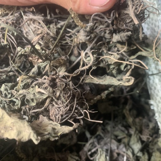 普安县车前草