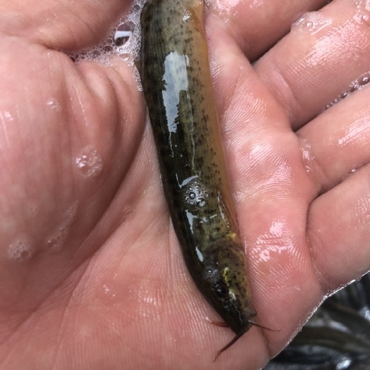南宁泥鳅鱼苗，优质鱼苗，正宗快大型鱼场直供技术跟进。