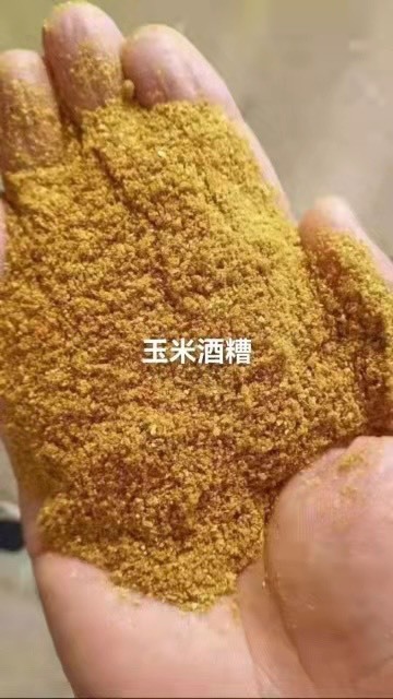 正定县玉米酒糟，蛋白26，脂肪2，水分12