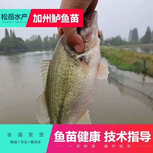 佛山2022年鲈鱼苗 加州鲈鱼苗淡水鲈鱼苗批发 鲈鱼水花