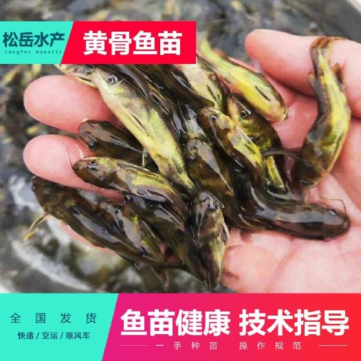 佛山黄颡鱼苗