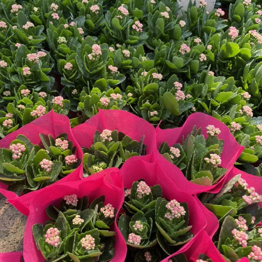 青州市长寿花 鲜花