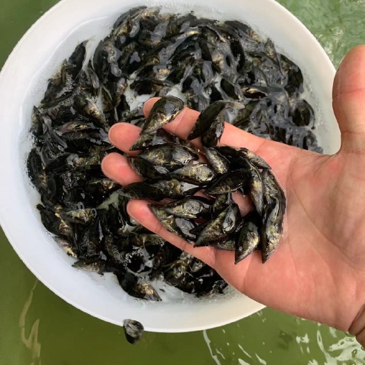 佛山鳜鱼苗 桂花鱼苗3-4厘米 路亚钓鱼 专清鱼仔