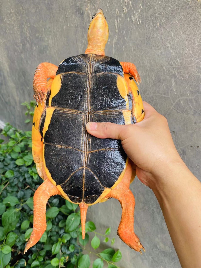 2.7斤精品生蛋海南大黄头母，金黄头色，三黄品质