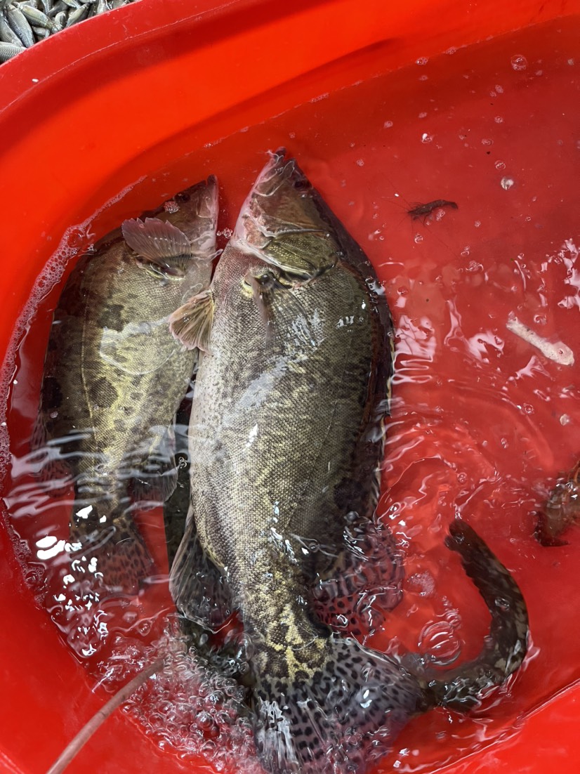 宣城湖大桂鱼，3到10斤以上