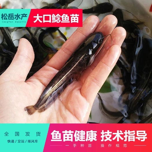 佛山大口鲶鱼苗  热售，保质保量，快来订购吧