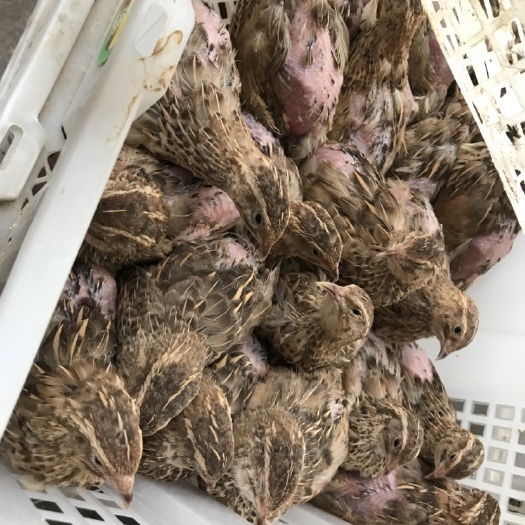 玉林长期批发淘汰鹌鹑