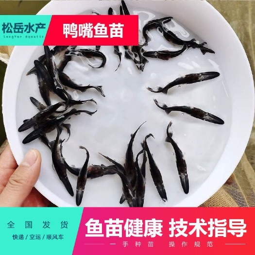 佛山优质鸭嘴鱼苗 鲟鱼苗大量现货供应 易养保证成活率