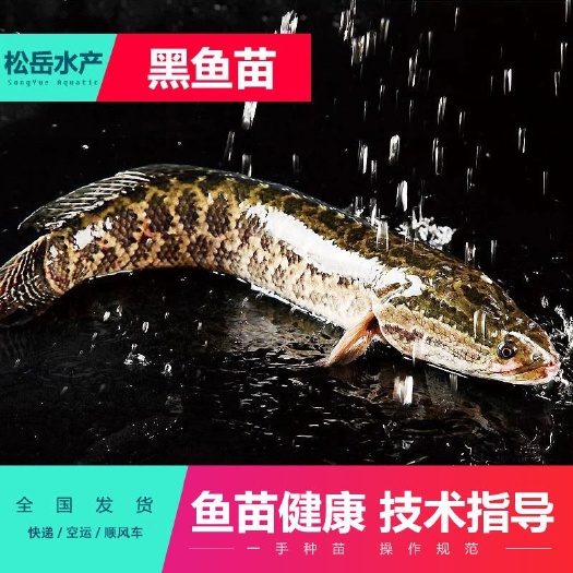 佛山乌鳢苗  优质杂交 乌鱼苗大量出售 价格优惠 品质好